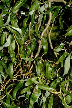 بید فری / بید چینی